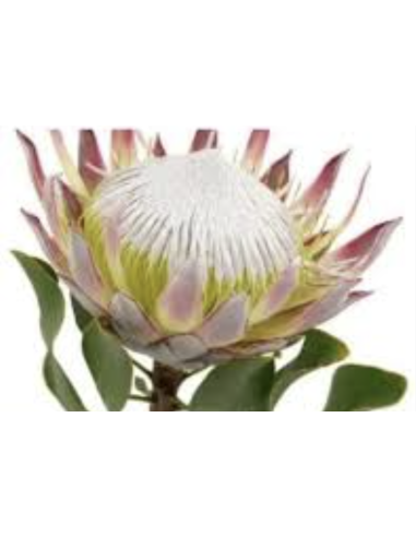 Fresh Pink King Protea Stems | Wholesale Exotic Flowers