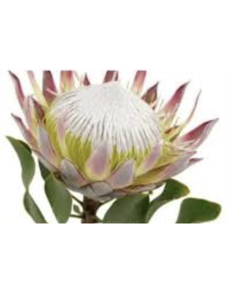 Fresh Pink King Protea Stems | Wholesale Exotic Flowers