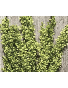 Atriplex (Green & Burgundy) – 10 Stems 2