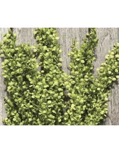 Atriplex (Green & Burgundy) – 10 Stems