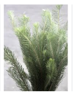 Wholesale Australian Pine Grower's Bunch | Flowerbunches