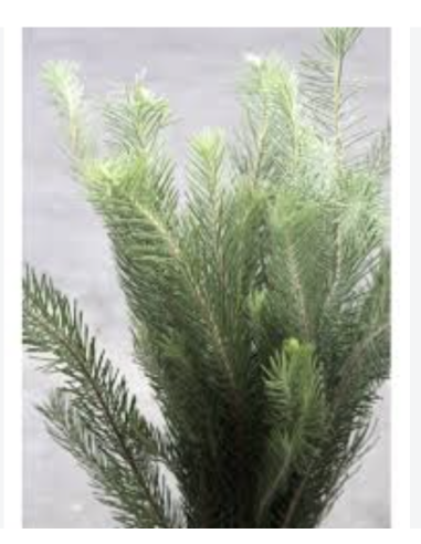 Wholesale Australian Pine Grower's Bunch | Flowerbunches