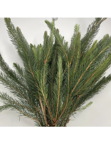 Wholesale Australian Pine Grower's Bunch | Flowerbunches
