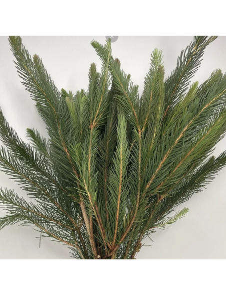Wholesale Australian Pine Grower's Bunch | Flowerbunches