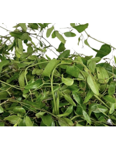 Southern Smilax BIG BOX 2