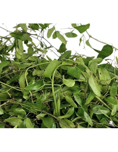 Southern Smilax BIG BOX