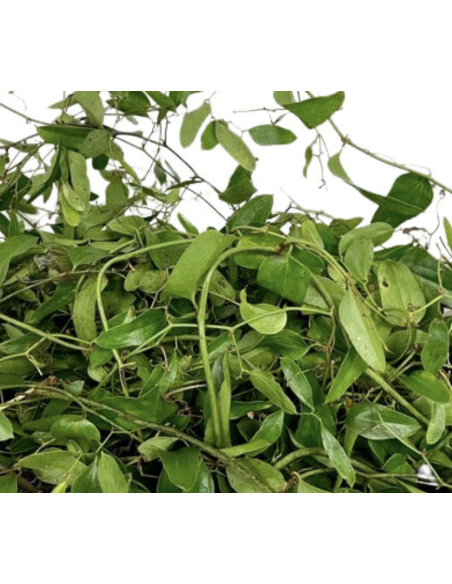 Southern Smilax BIG BOX