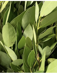 Wholesale Bay Leaf Grower's Bunch | Flowerbunches 2