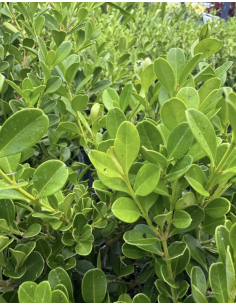 Wholesale Japanese Boxwood 10 Stems | Flowerbunches