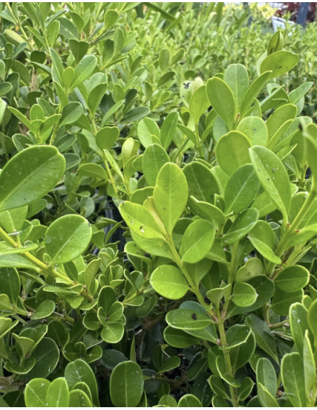 Wholesale Japanese Boxwood 10 Stems | Flowerbunches