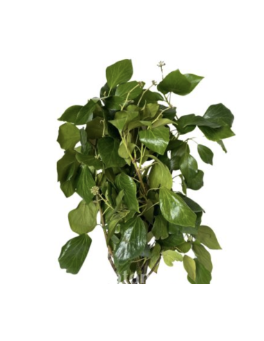 Wholesale Green Bush Ivy 10 Stems | Flowerbunches