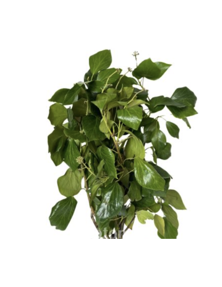 Wholesale Green Bush Ivy 10 Stems | Flowerbunches