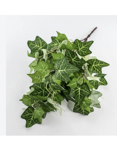 Wholesale Green Bush Ivy 10 Stems | Flowerbunches