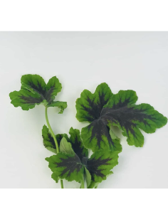 Fresh Scented Geranium Greens | Wholesale Fragrant Foliage