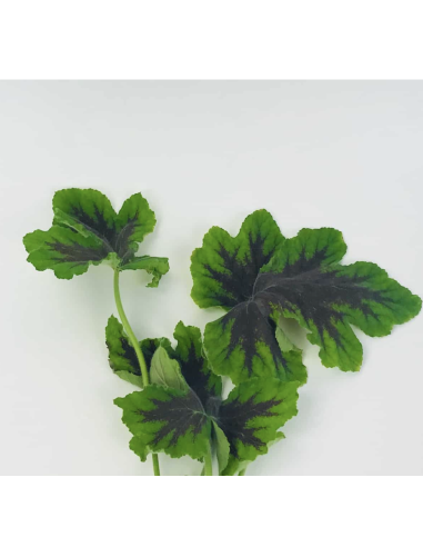 Fresh Scented Geranium Greens | Wholesale Fragrant Foliage