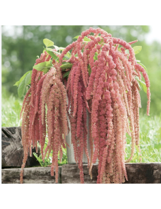 Fresh Coral Hanging Amaranthus (10 Stems) | Wholesale Foliage