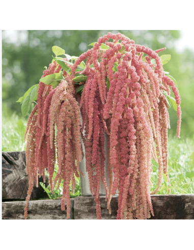 Fresh Coral Hanging Amaranthus (10 Stems) | Wholesale Foliage