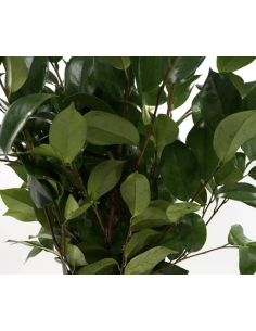 Wholesale Camellia Foliage 10 Stem Bunch | Flowerbunches