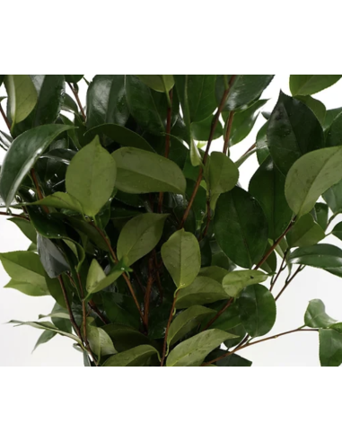 Wholesale Camellia Foliage 10 Stem Bunch | Flowerbunches
