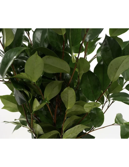 Wholesale Camellia Foliage 10 Stem Bunch | Flowerbunches