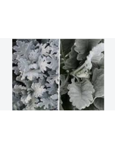 Dusty Miller Wide & Lacy 10 Stem Bunch - Wholesale Floral Greens