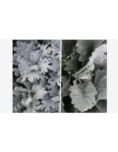 Dusty Miller Wide & Lacy 10 Stem Bunch - Wholesale Floral Greens