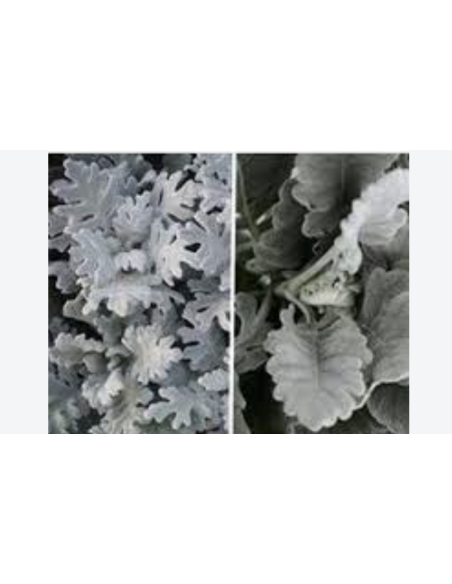 Dusty Miller Wide & Lacy 10 Stem Bunch - Wholesale Floral Greens