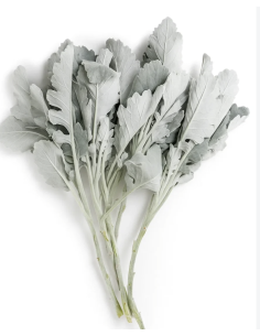 Dusty Miller Wide & Lacy 10 Stem Bunch - Wholesale Floral Greens 2
