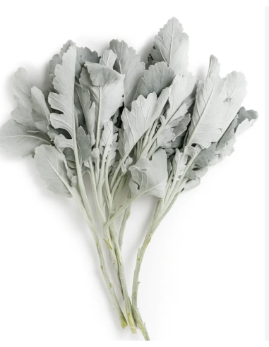 Dusty Miller Wide & Lacy 10 Stem Bunch - Wholesale Floral Greens