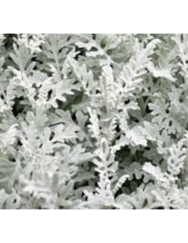 Dusty Miller Wide & Lacy 10 Stem Bunch - Wholesale Floral Greens