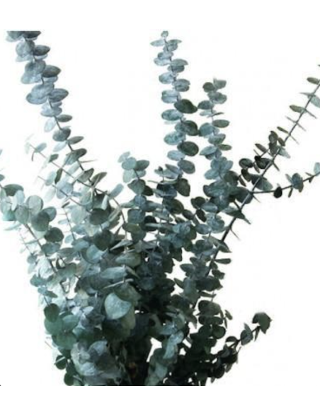 Eucalyptus 10 Stems | Flowerbunches