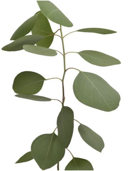 Wholesale Silver Dollar Cinerea Eucalyptus 10 Stems | Flowerbunches