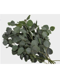 Wholesale Silver Dollar Cinerea Eucalyptus 10 Stems | Flowerbunches 2