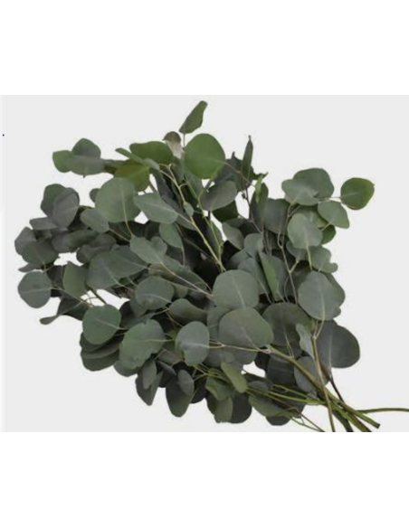 Wholesale Silver Dollar Cinerea Eucalyptus 10 Stems | Flowerbunches
