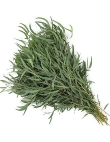 Wholesale Feather Eucalyptus 10 Stems | Flowerbunches