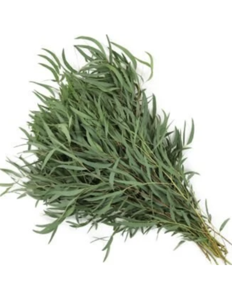 Wholesale Feather Eucalyptus 10 Stems | Flowerbunches
