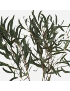 Eucalyptus – Moon Lagoon (10 Stems)