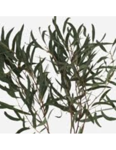 Eucalyptus – Moon Lagoon (10 Stems)