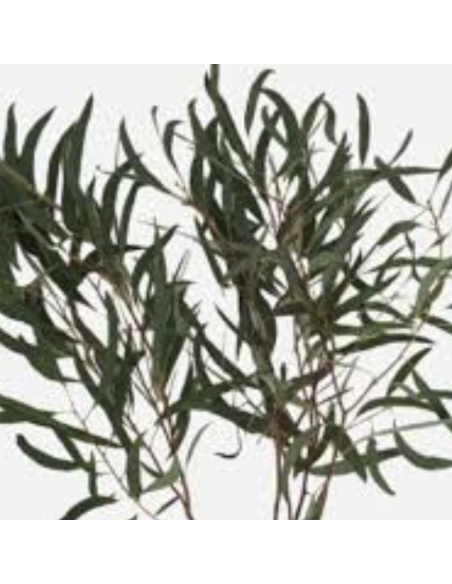 Eucalyptus – Moon Lagoon (10 Stems)
