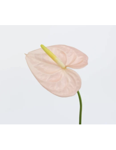 Fresh Anthurium Stems (Red, Green, Blush) | Wholesale Flowers