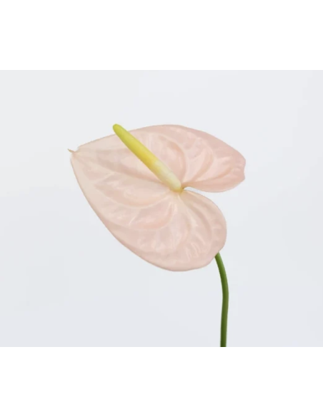 Fresh Anthurium Stems (Red, Green, Blush) | Wholesale Flowers