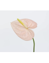 Fresh Anthurium Stems (Red, Green, Blush) | Wholesale Flowers