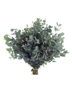 Eucalyptus – Moon Lagoon (10 Stems) 2
