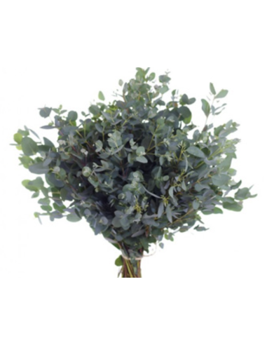 Eucalyptus – Moon Lagoon (10 Stems)