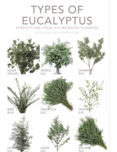 Wholesale Gumdrop Eucalyptus Grower's Bunch | Flowerbunches
