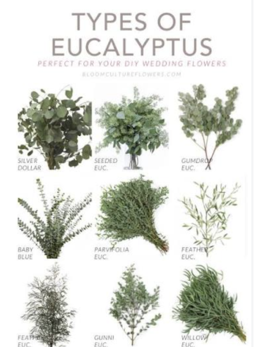 Wholesale Gumdrop Eucalyptus Grower's Bunch | Flowerbunches