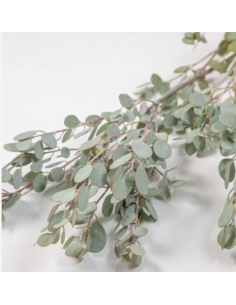 Wholesale Gumdrop Eucalyptus Grower's Bunch | Flowerbunches 2