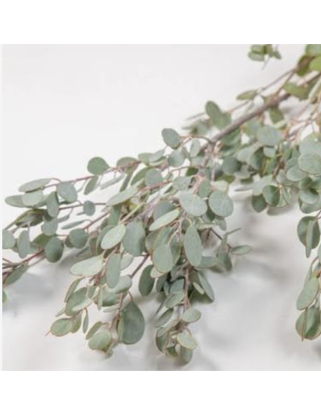 Wholesale Gumdrop Eucalyptus Grower's Bunch | Flowerbunches
