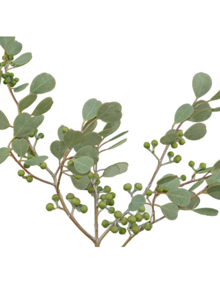 Wholesale Gumdrop Eucalyptus Grower's Bunch | Flowerbunches
