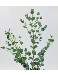 Wholesale Gunni Eucalyptus Grower's Bunch | Flowerbunches